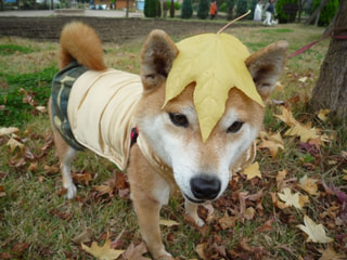 10月の休診日